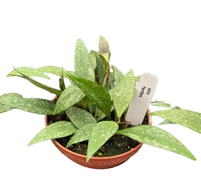 Parviflora